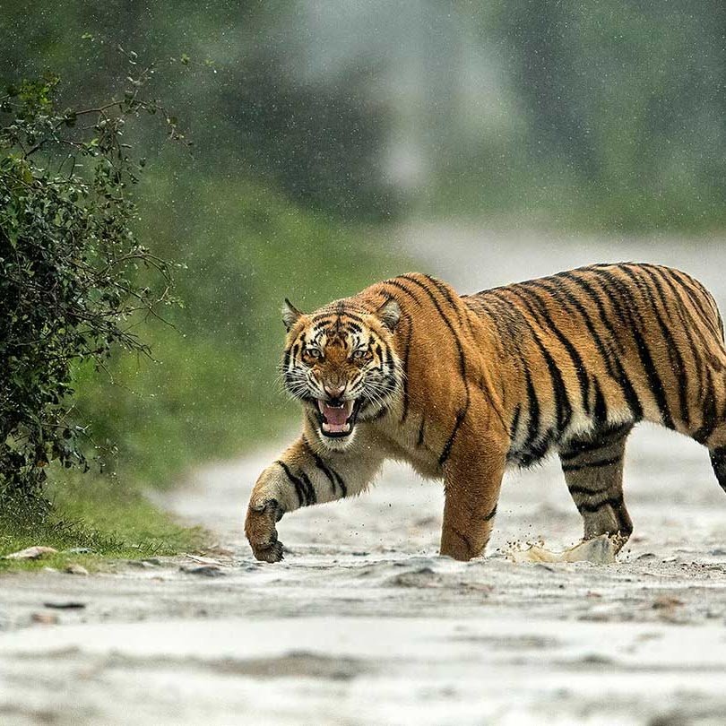 Kanha, Pench Wildlife